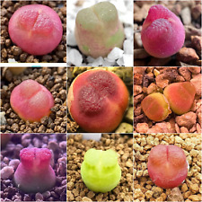 Conophytum seeds x10 for sale  BEXHILL-ON-SEA
