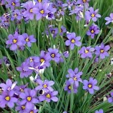 Used, Blue-Eyed Grass-   100 Seeds -    - BOGO 50% off SALE for sale  Shipping to South Africa