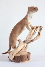 Taxidermy least weasel for sale  Shipping to Ireland