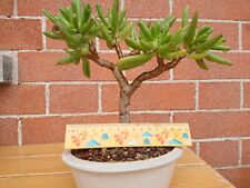 Crassula ovata jade usato  Rivoli