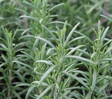 Rosemary plant aromatic for sale  WORKSOP