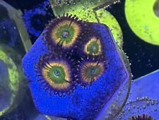 Sunny zoa zoanthid for sale  LONDON