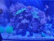 live rock aquarium for sale  LIVERSEDGE