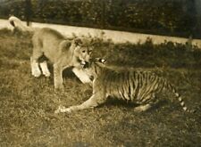 Lion tiger cubs d'occasion  Villefranche-de-Lauragais