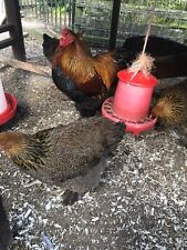 12 Golden Partridge Brahma chicken eggs for hatching. for sale  STAFFORD