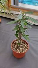 Euphorbia analavelonensis caud gebraucht kaufen  Coswig