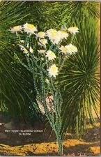 Night Blooming Cereus In Bloom, Plants, Vintage Postcard for sale  Shipping to South Africa