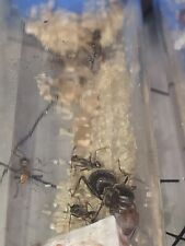 Ant queen myrmecocystus for sale  Bronxville