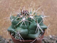 Thelocactus heterochromus Rodeo, Dur. pot 7 cm for sale  Shipping to South Africa