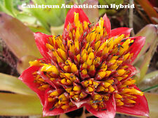 Bromeliad canistrum aurantiacu for sale  USA