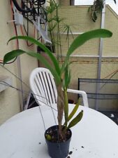 Dendrobium macrophyllum selten gebraucht kaufen  Rheinau