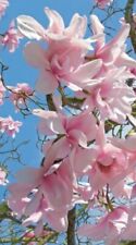 Utdoor poster magnolie gebraucht kaufen  Bonn