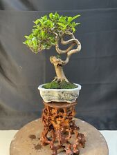 mini bonsai for sale  Houston