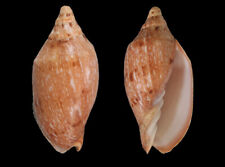 Used, Seashell : Cymbiola innexa  marispuma  94.1 mm  F+++ / Gem  (from Indonesia) for sale  Shipping to South Africa