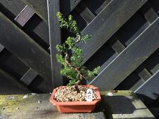 juniper tree for sale  CANNOCK