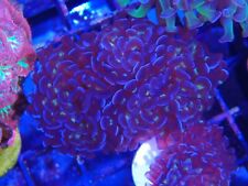 Purple hammer coral for sale  CLACTON-ON-SEA