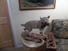 Hunting bobcat mounted for sale  Purcell