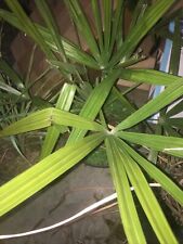Needle palm tree for sale  Fredericktown