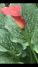 calla lily plants flowers for sale  Independence