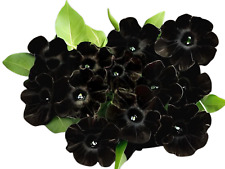 Petunia crazytunia black for sale  Gastonia
