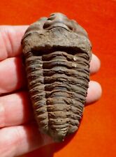 Trilobite ordovicien maroc d'occasion  Cuxac-d'Aude