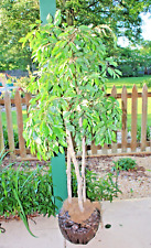 Artificial tree ficus for sale  Hammond