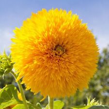 Fluffy sunflower teddy for sale  THAME