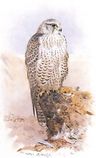 Iceland falcon perched for sale  NELSON