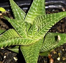 Haworthia limifolia. unusual for sale  ST. AUSTELL