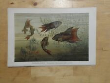 Rig chromolithographie grossfl gebraucht kaufen  Langquaid