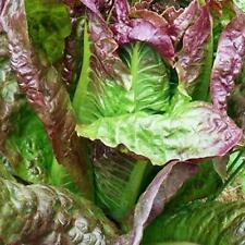 Red romaine lettuce for sale  Deltona