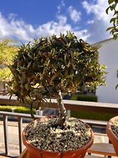 Pre bonsai piracanta usato  Vaglia