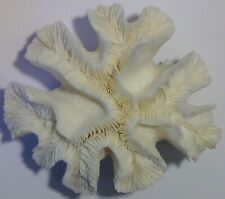 Beautiful white brain for sale  Elkins