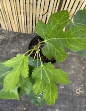 Fig madeleine des for sale  SOUTHAMPTON