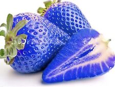 Blue strawberry seeds for sale  HARLOW