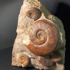 Ammonites bloc belmont d'occasion  Hommarting