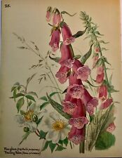 Vintage botanical book for sale  CHESSINGTON
