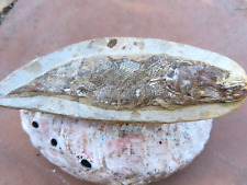 Fossil fish aspidorhynchus for sale  Oakdale