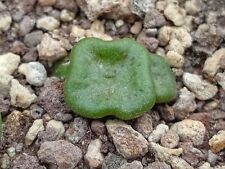 Conophytum cubicum for sale  Shipping to South Africa