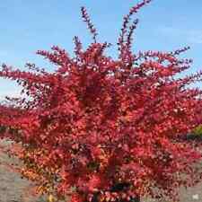 Dwarf red barberry for sale  Corydon