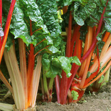 Rhubarb goliath grow for sale  UK