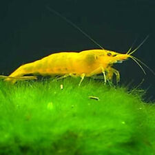 Yellow cherry shrimp for sale  HAYWARDS HEATH