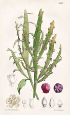 Coccoloba Platyclada Australia Botanica Fiore Botany Lithograph Curtis, usado segunda mano  Embacar hacia Argentina