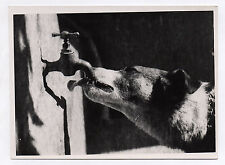 Antique photo chien d'occasion  Expédié en Belgium
