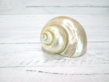 Natural turbo seashell for sale  Littleton