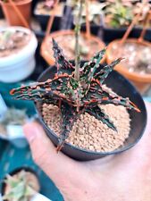 Usado, PLANTAS híbridas de aloe por OGIe PLACIDO cactus cadex agave tamaño con flores segunda mano  Embacar hacia Argentina