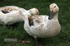 Welsh harlequin hatching for sale  HALIFAX