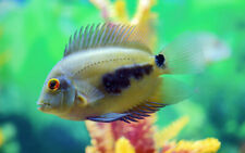 Uaru triangle cichlid for sale  HAYWARDS HEATH