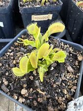 Venus flytrap crocogans for sale  Chesapeake