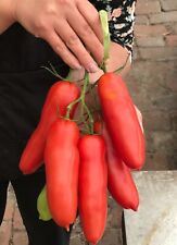  10 semillas de tomate "San-Marzano", fiesta de la semilla segunda mano  Embacar hacia Mexico